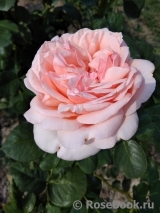 Antico Amore Antico Amore