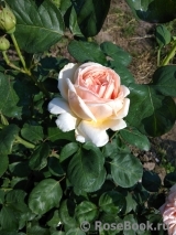 Antico Amore Antico Amore