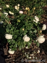 Herzogin Christiana ® Herzogin Christiana ®