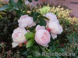 Hans Gonewein Rose Hans Gonewein Rose