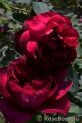 Darcey Bussell Darcey Bussell