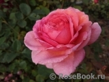 Jubilee Celebration® Jubilee Celebration®