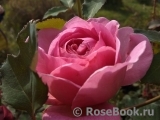 Princess Alexandra of Kent Princess Alexandra of Kent
