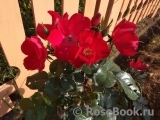 Robusta Robusta