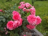 Rosarium Uetersen Rosarium Uetersen
