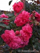 Rosarium Uetersen Rosarium Uetersen