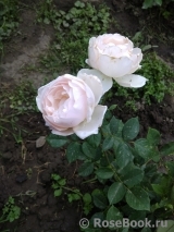 Desdemona Desdemona