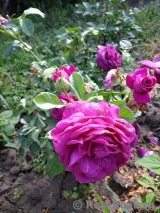 Parfum de Reve Parfum de Reve