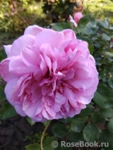 Princess Alexandra of Kent  Princess Alexandra of Kent