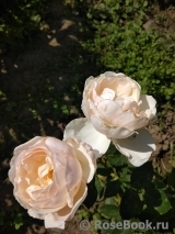 Desdemona Desdemona