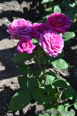 Heidi Klum Rose Heidi Klum Rose