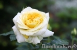 Tete d'Or Tete d'Or