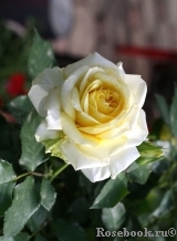 Tete d'Or Tete d'Or