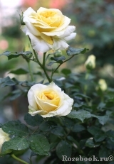 Tete d'Or Tete d'Or