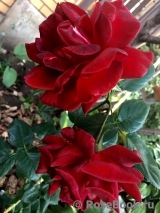 Terracotta ® Terracotta ®