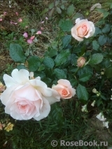 Chandos Beauty Chandos Beauty