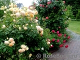 Crown Princess Margareta® Crown Princess Margareta®