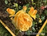 Bernstein-Rose Bernstein-Rose