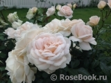 Lions Rose Lions Rose