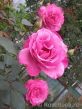 Shocking Blue Shocking Blue