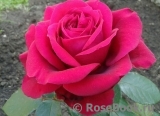Rose des 4 Vents Rose des 4 Vents