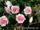 Abraham Darby Abraham Darby