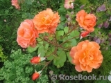 Westerland