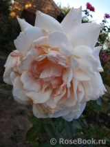 Chandos Beauty Chandos Beauty