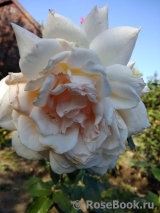 Chandos Beauty Chandos Beauty