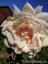 Chandos Beauty Chandos Beauty