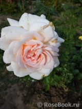 Chandos Beauty Chandos Beauty