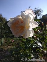 Chandos Beauty Chandos Beauty