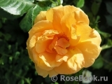 Westerland Westerland