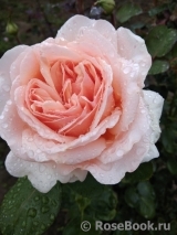 Antico Amore Antico Amore