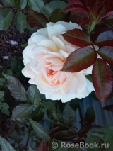 Chandos Beauty Chandos Beauty
