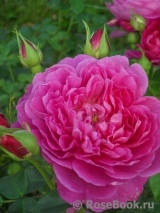 Princess Anne Princess Anne