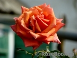 Rhosyn Margaret Williams Rhosyn Margaret Williams