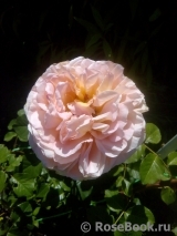 Abraham Darby Abraham Darby
