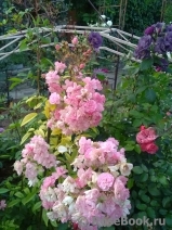 Heavenly Pink Heavenly Pink
