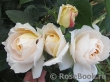 Lions Rose