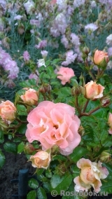 Peach Drift ® Peach Drift ®