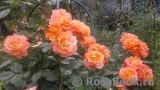 Westerland Westerland