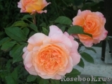 Augusta Luise Augusta Luise