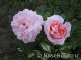 White Fox Rose White Fox Rose