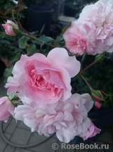 Bonica Bonica