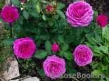Heidi Klum Rose Heidi Klum Rose
