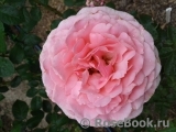 Tickled Pink