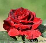 Black Baccara Black Baccara