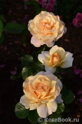 Debbie Phillips Rose Debbie Phillips Rose
