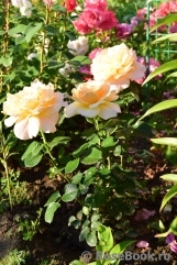 Debbie Phillips Rose Debbie Phillips Rose